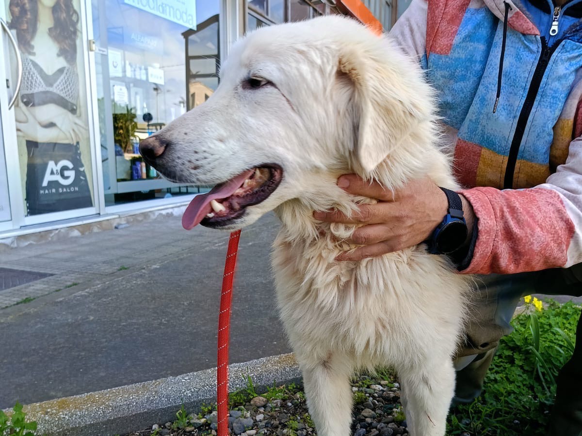 Adotta un cane, taglia grande, maschio, Siracusa