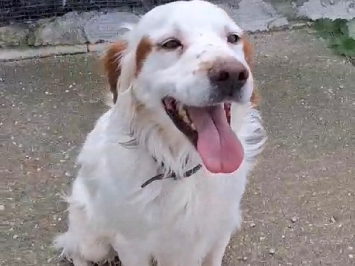 Adozione cane, maschio, Breton Razza sconosciuta, 4 anni e 10 mesi, taglia media, Messina