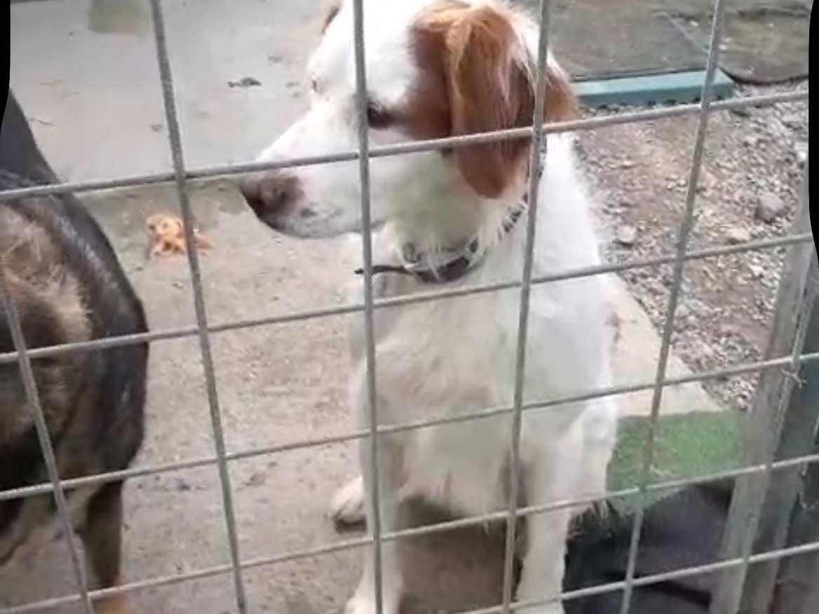 Adotta un cane, maschio, 4 anni e 10 mesi, Messina