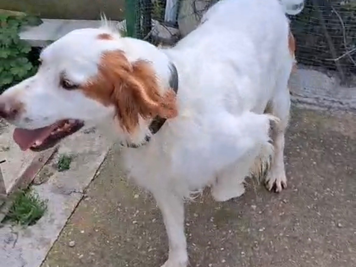Adotta un cane, taglia media, maschio, Messina