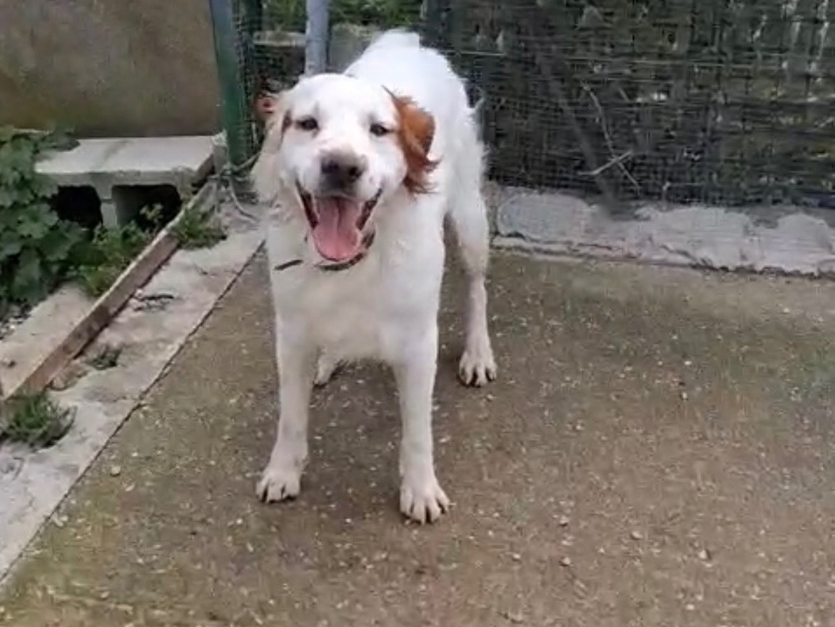 Vuoi adottare un cane a Messina?