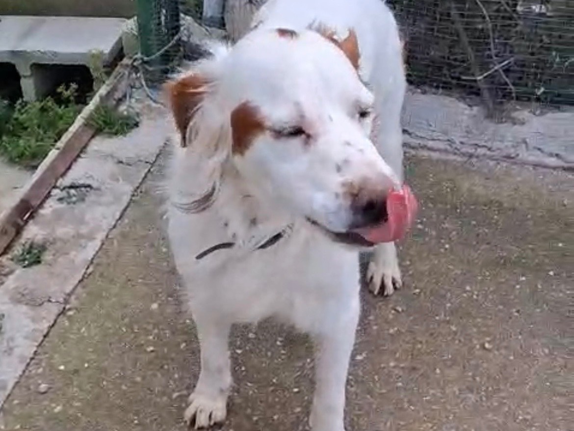 Adotta il cane Gigio a Messina