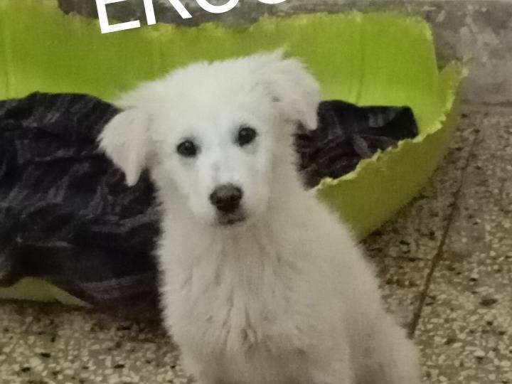 Adozione cane, maschio, Pastore maremmano Pastore maremmano, 3 mesi, taglia grande, Siracusa