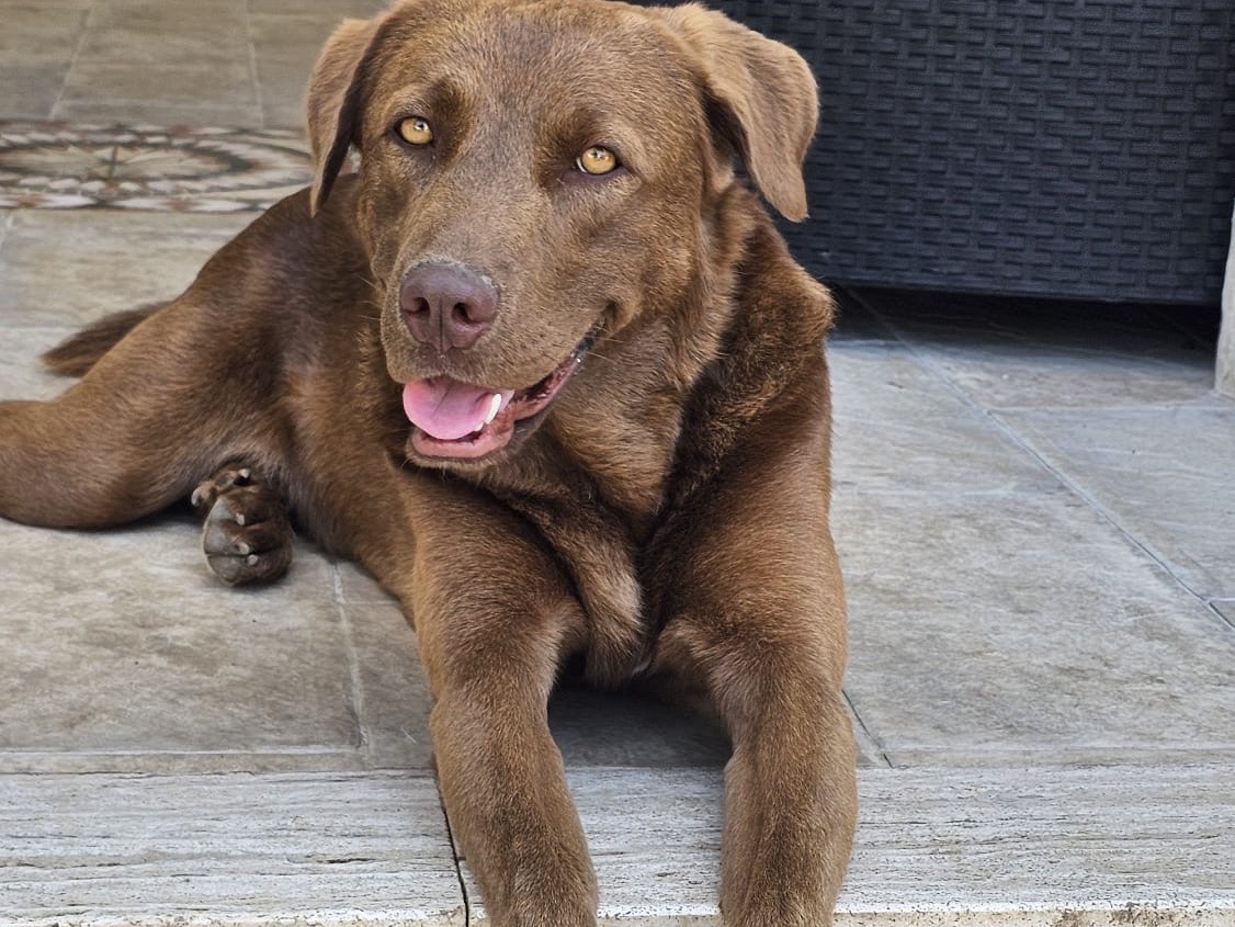 Adozione cane, maschio, Labrador Retriever Razza sconosciuta, 2 anni e 1 mese, taglia grande, Siracusa
