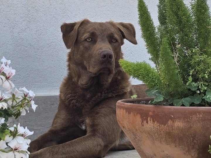 Adotta un cane, maschio, 2 anni e 1 mese, Siracusa