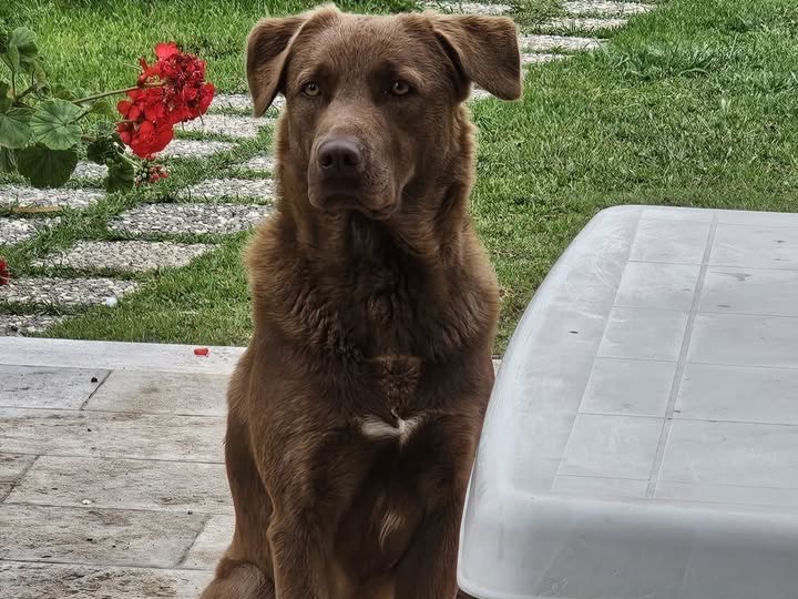 Adotta un cane, taglia grande, maschio, Siracusa