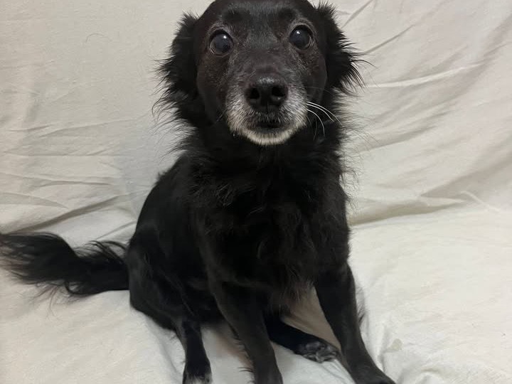 Adozione cane, femmina, Chihuahua Razza sconosciuta, 6 anni e 1 mese, taglia piccola, Siracusa