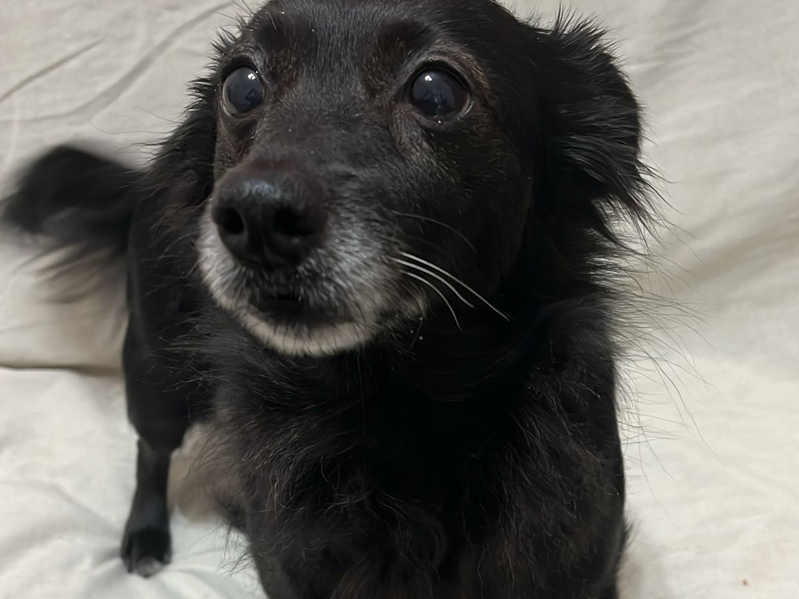 Adotta un cane, femmina, 6 anni e 1 mese, Siracusa