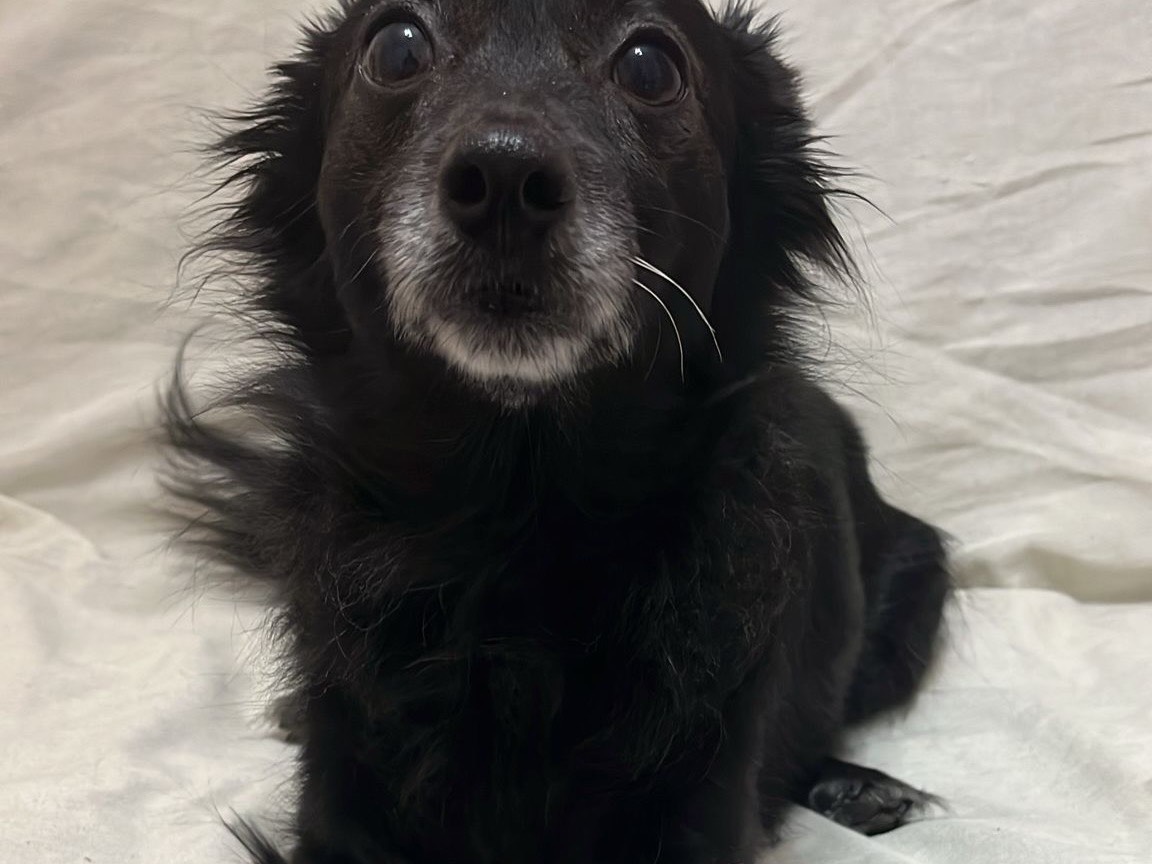 Adotta un cane, taglia piccola, femmina, Siracusa