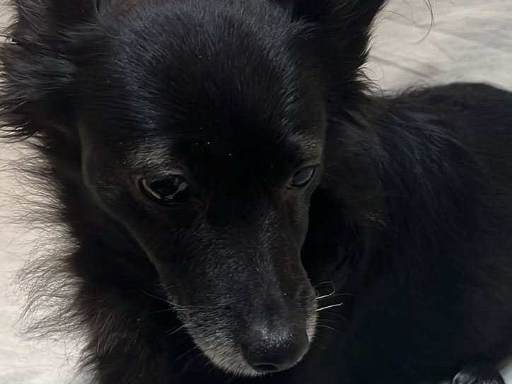 Vuoi adottare un cane a Siracusa?