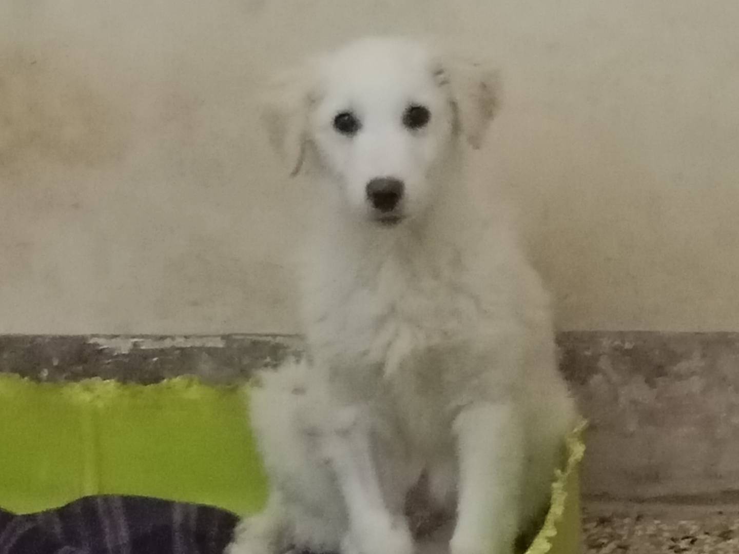Adozione cane, maschio, Pastore maremmano Pastore maremmano, 3 mesi, taglia grande, Siracusa