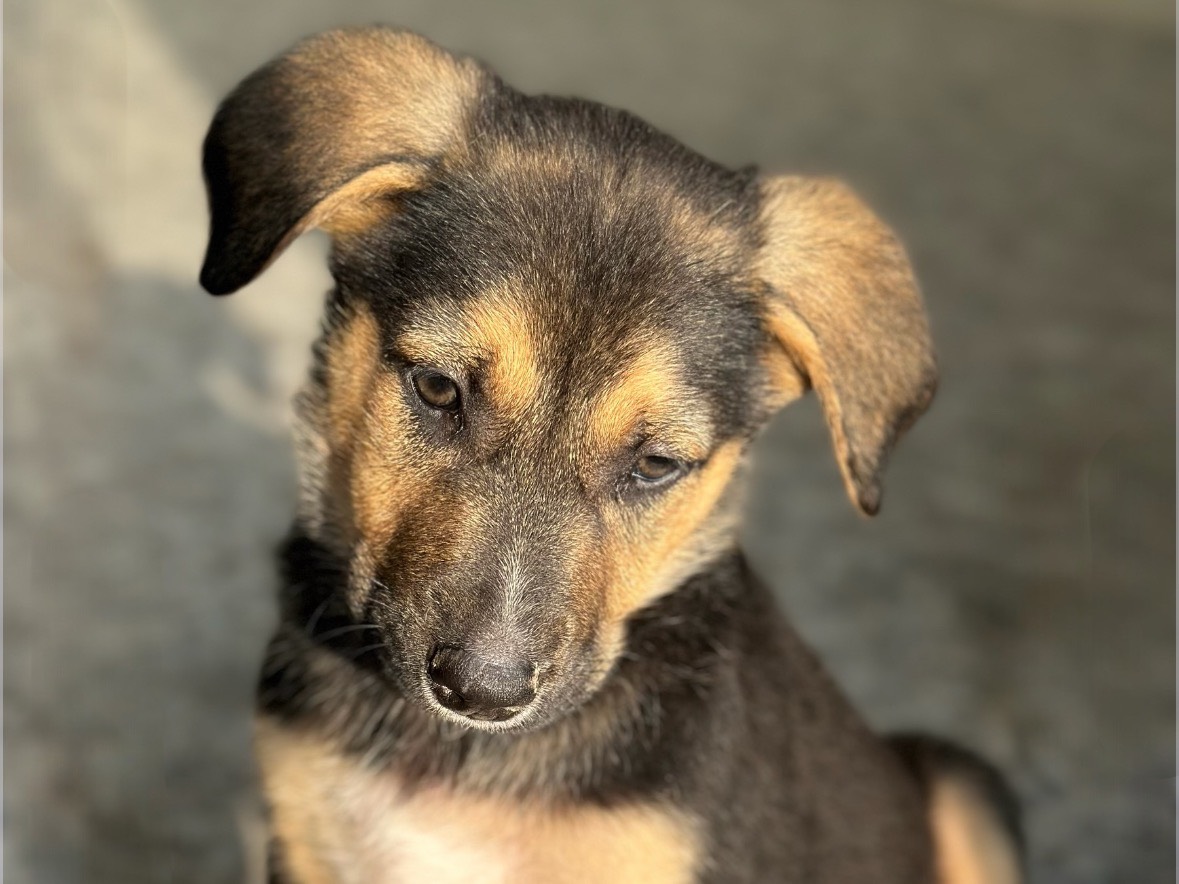 Vuoi adottare un cane a Siracusa?