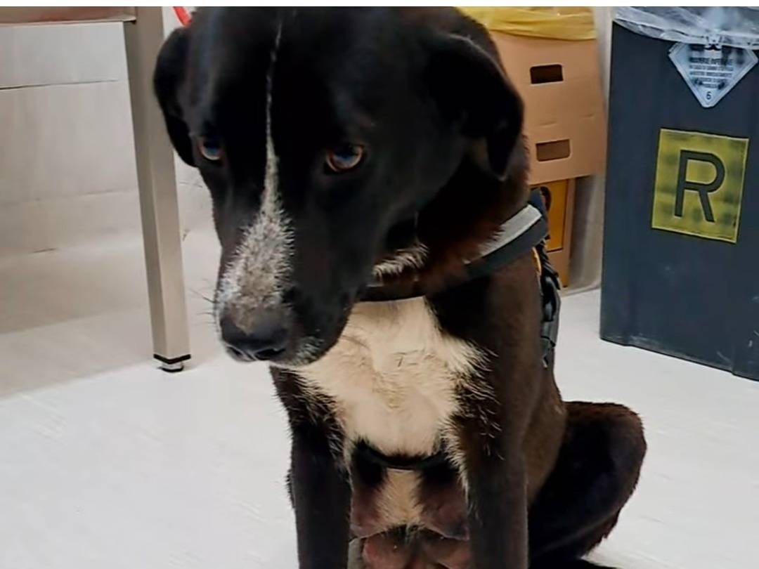 Adozione cane, femmina, Border Collie Razza sconosciuta, 2 anni, taglia media, Benevento