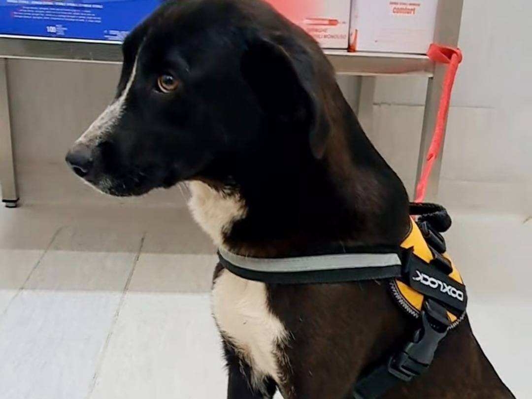 Adotta un cane, femmina, 2 anni, Benevento