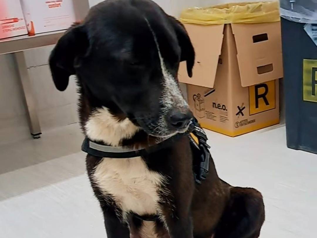 Adotta un cane, taglia media, femmina, Benevento