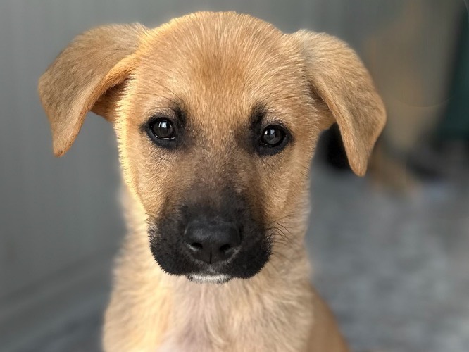 Vuoi adottare un cane a Siracusa?