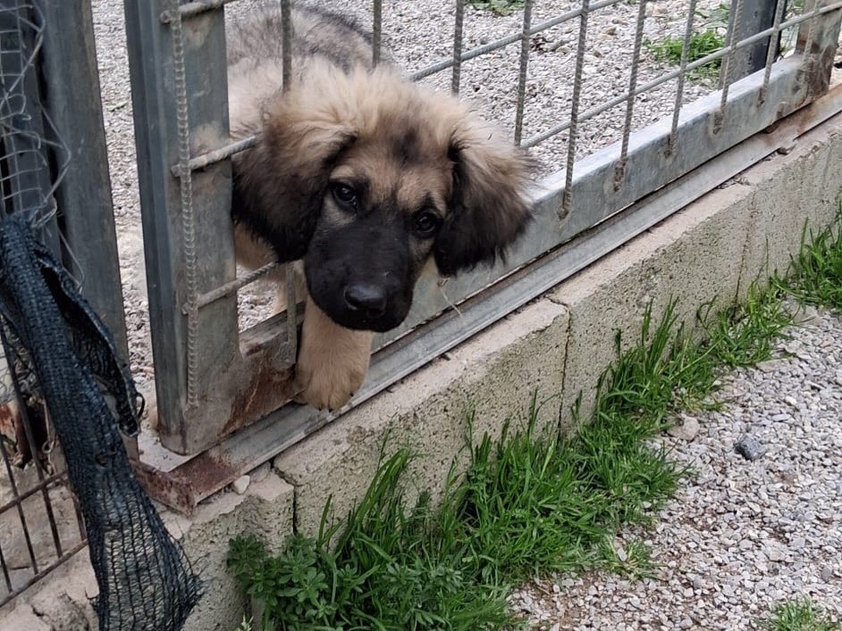 Adozione cane, maschio, Razza sconosciuta Razza sconosciuta, 4 mesi, taglia grande, Messina