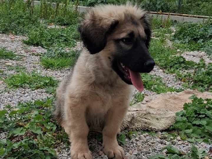 Adotta un cane, taglia grande, maschio, Messina