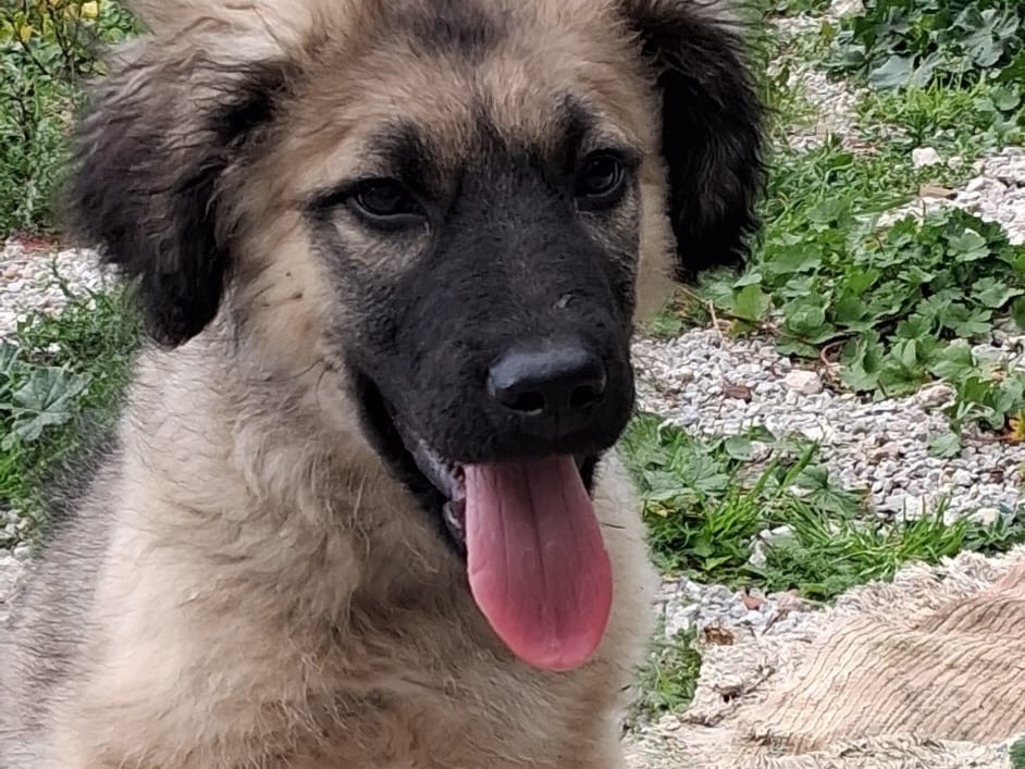 Vuoi adottare un cane a Messina?