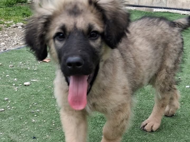 Adotta il cane Gino a Messina