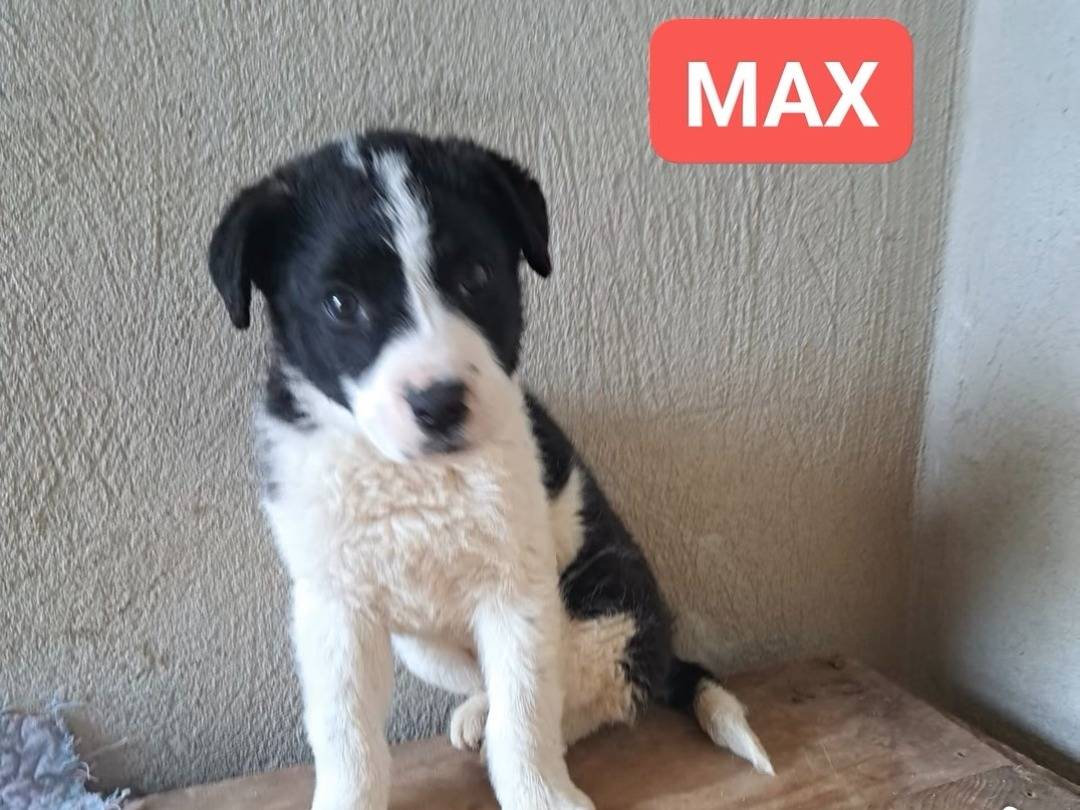 Adozione cane, maschio, Border Collie Razza sconosciuta, 4 mesi, taglia media, Benevento