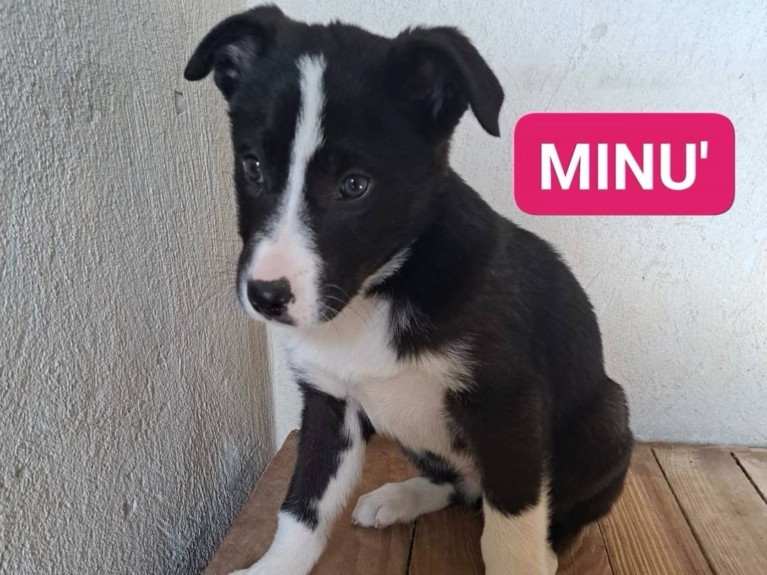 Adozione cane, maschio, Razza sconosciuta Border Collie, 4 mesi, taglia media, Benevento