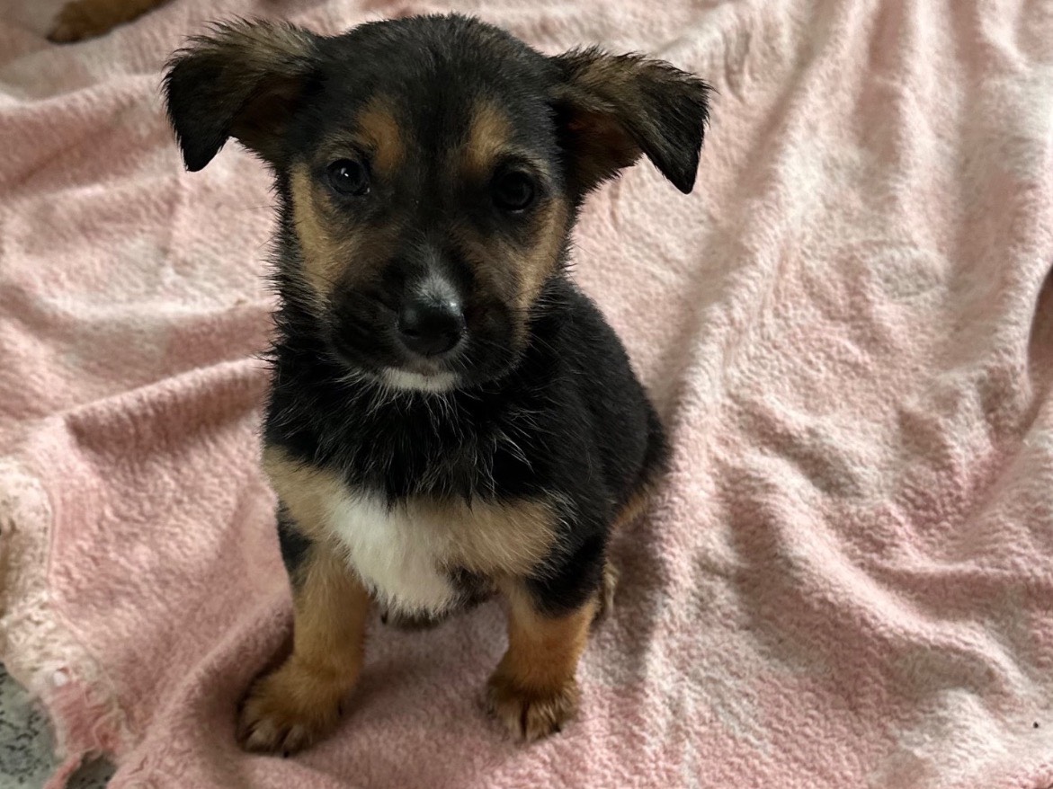 Adotta il cane Benny a Siracusa