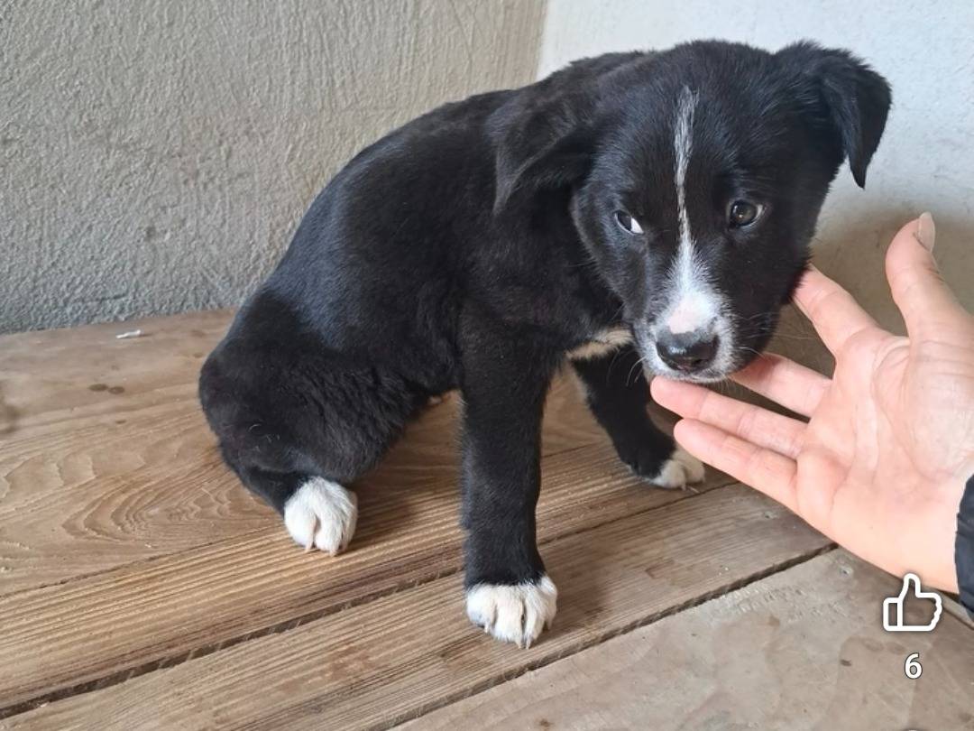 Adozione cane, femmina, Razza sconosciuta Border Collie, 4 mesi, taglia media, Benevento