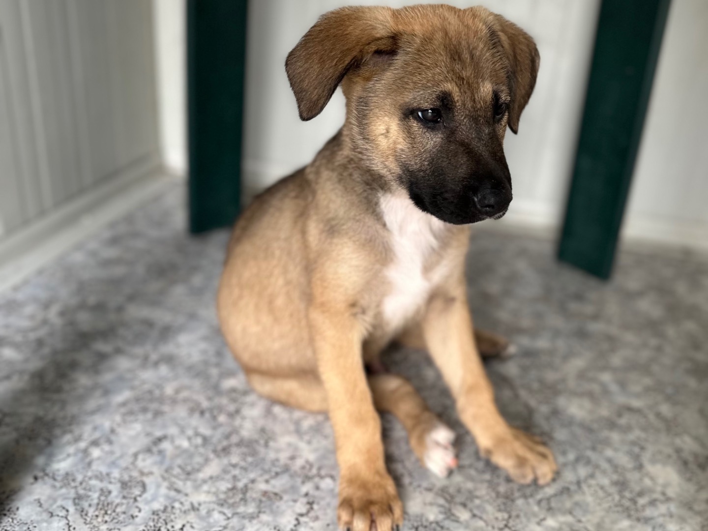 Adotta il cane Balù a Siracusa