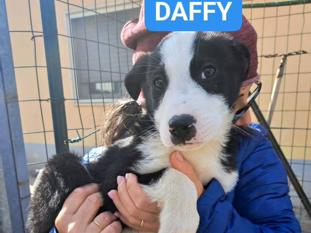 Adozione cane, femmina, Razza sconosciuta Border Collie, 1 anno e 4 mesi, taglia media, Benevento