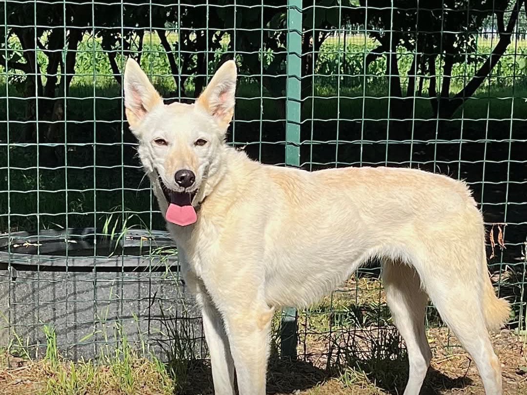 Adozione cane, femmina, Razza sconosciuta Razza sconosciuta, 5 anni e 1 mese, taglia media contenuta, Pavia