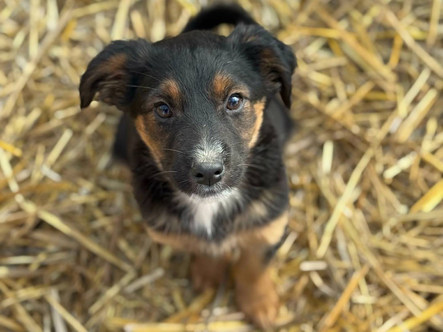 Adozione cane, femmina, Razza sconosciuta Razza sconosciuta, 3 mesi, taglia media contenuta, Firenze