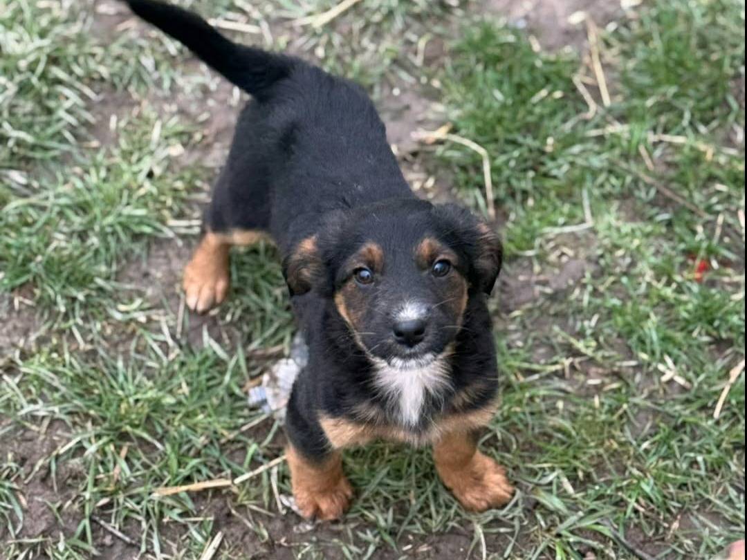 Adotta un cane, femmina, 3 mesi, Firenze