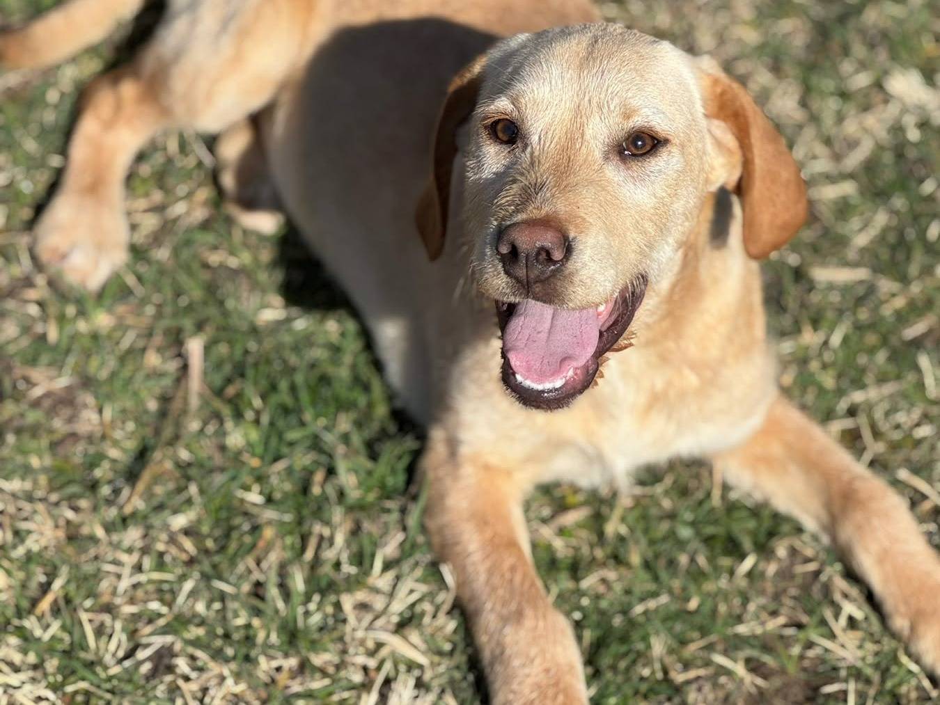 Adotta un cane, femmina, 5 mesi, Firenze