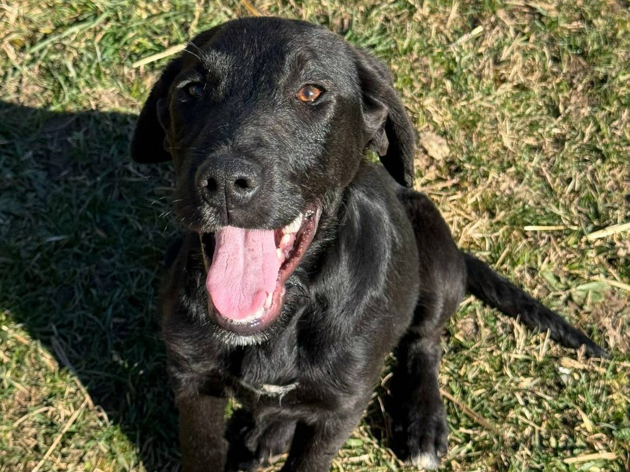 Adotta un cane, taglia media, femmina, Firenze