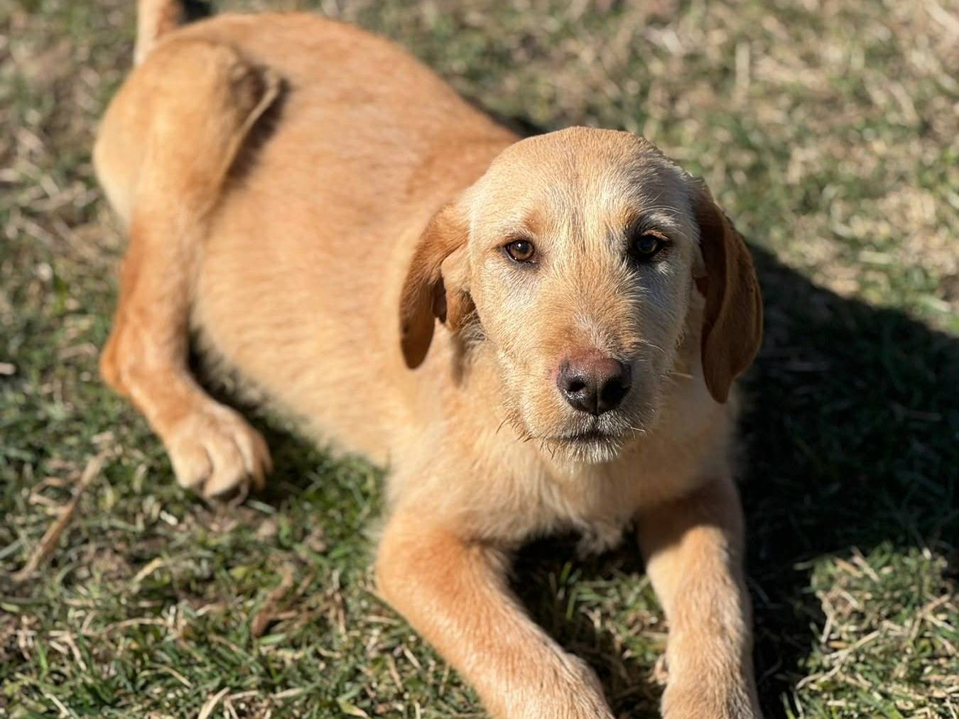 Vuoi adottare un cane a Firenze?