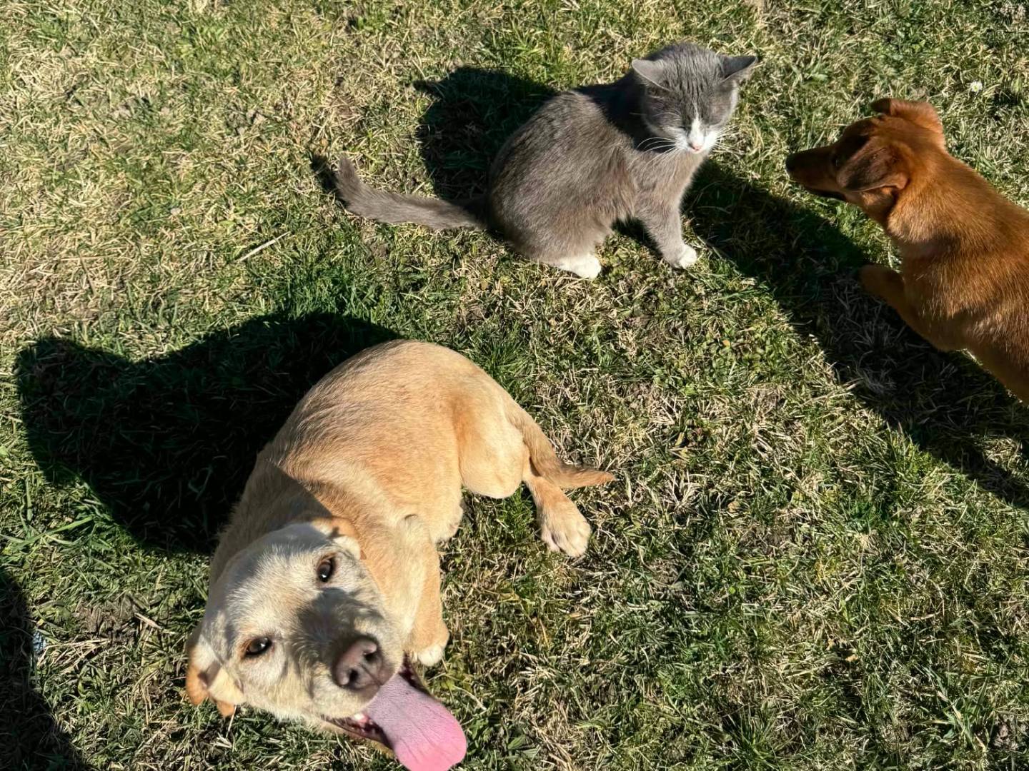 Adotta il cane KIRA KALA KIAN a Firenze