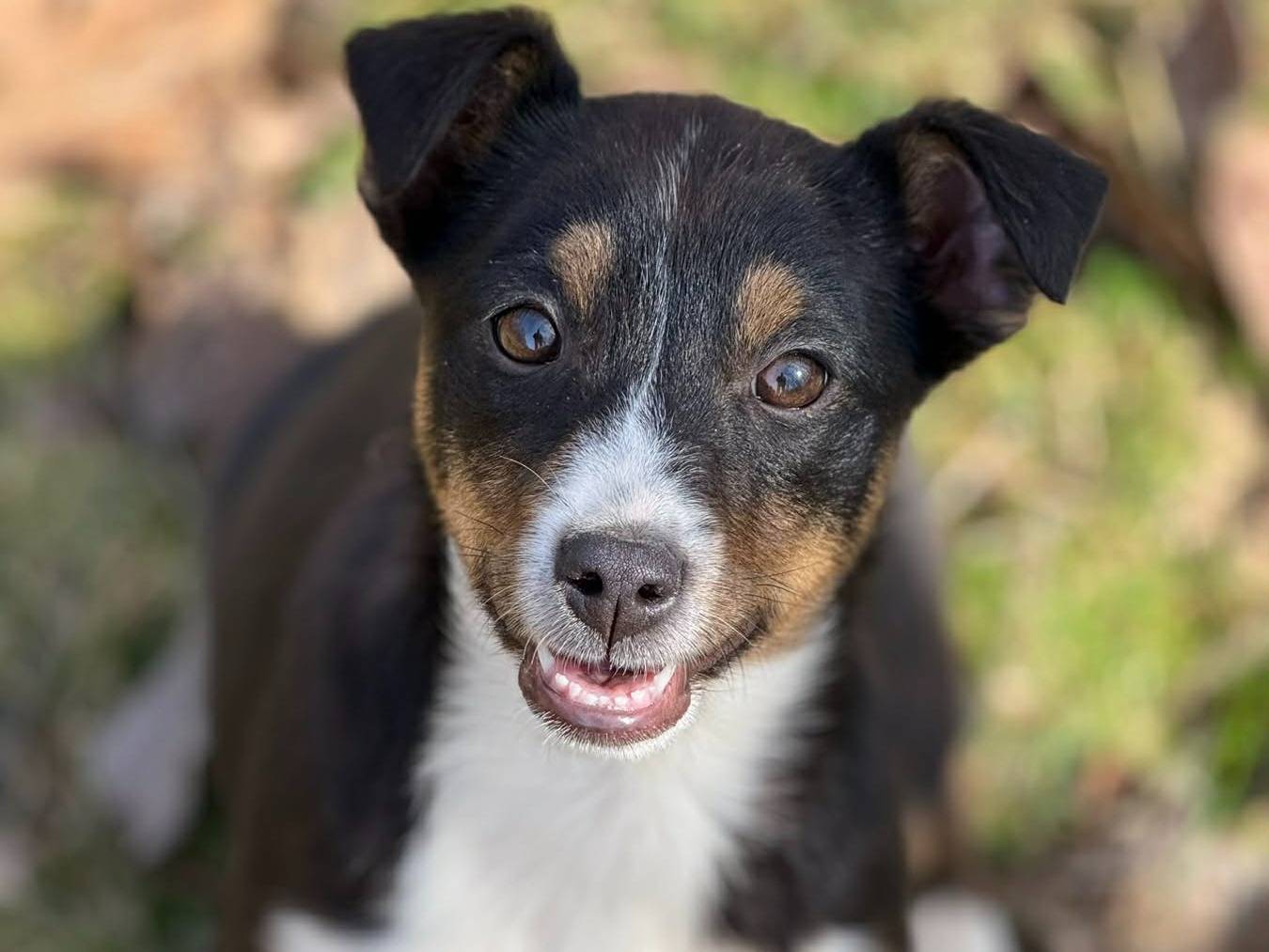 Adozione cane, femmina, Razza sconosciuta Razza sconosciuta, 3 mesi, taglia media contenuta, Firenze