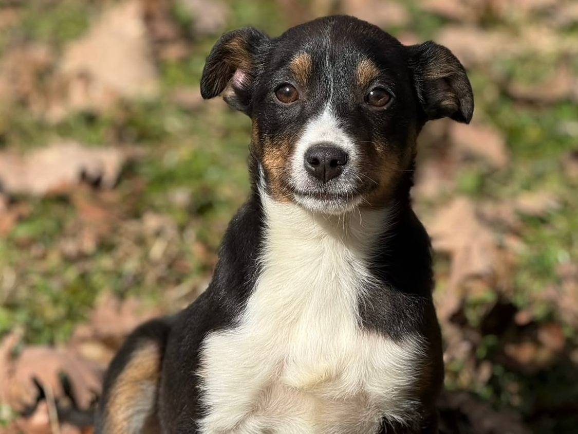 Adotta un cane, taglia media contenuta, femmina, Firenze