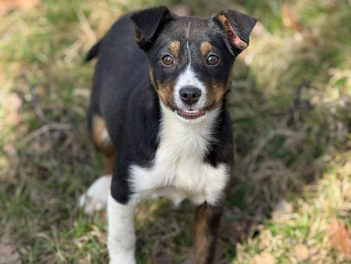 Adotta il cane VIOLA a Firenze
