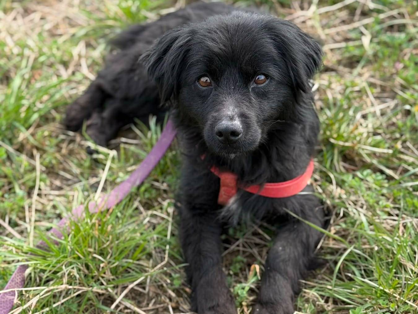 Adozione cane, femmina, Razza sconosciuta Razza sconosciuta, 2 anni, taglia piccola, Firenze