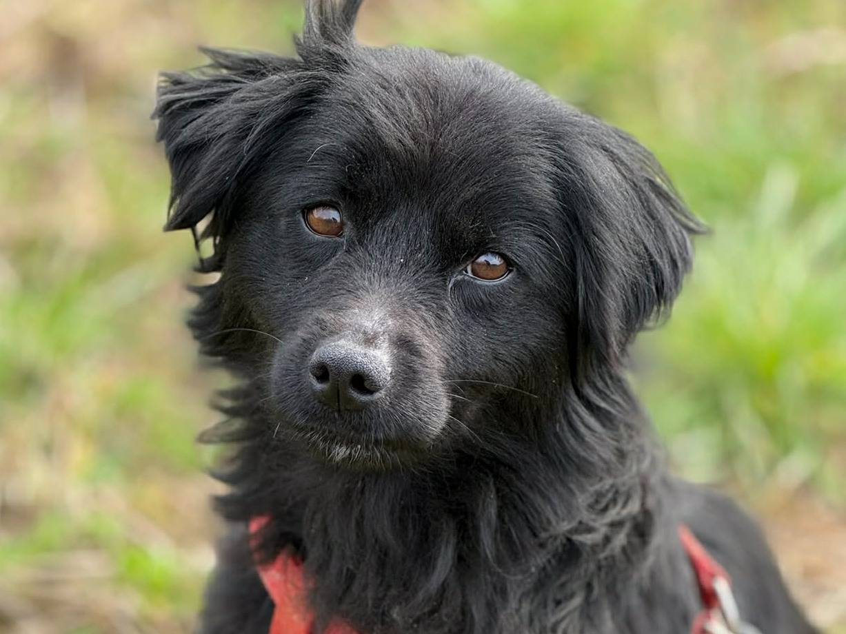 Adotta un cane, femmina, 2 anni, Firenze