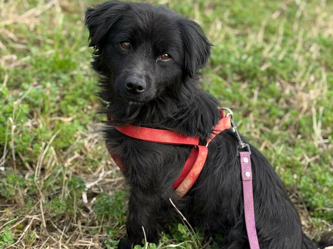 Adotta un cane, taglia piccola, femmina, Firenze