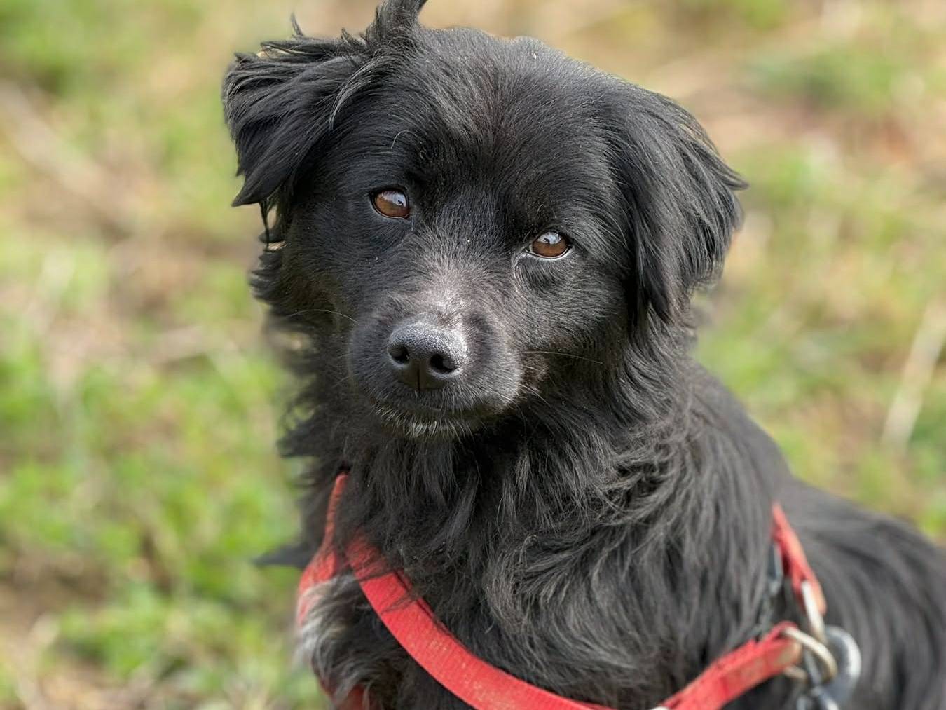 Vuoi adottare un cane a Firenze?