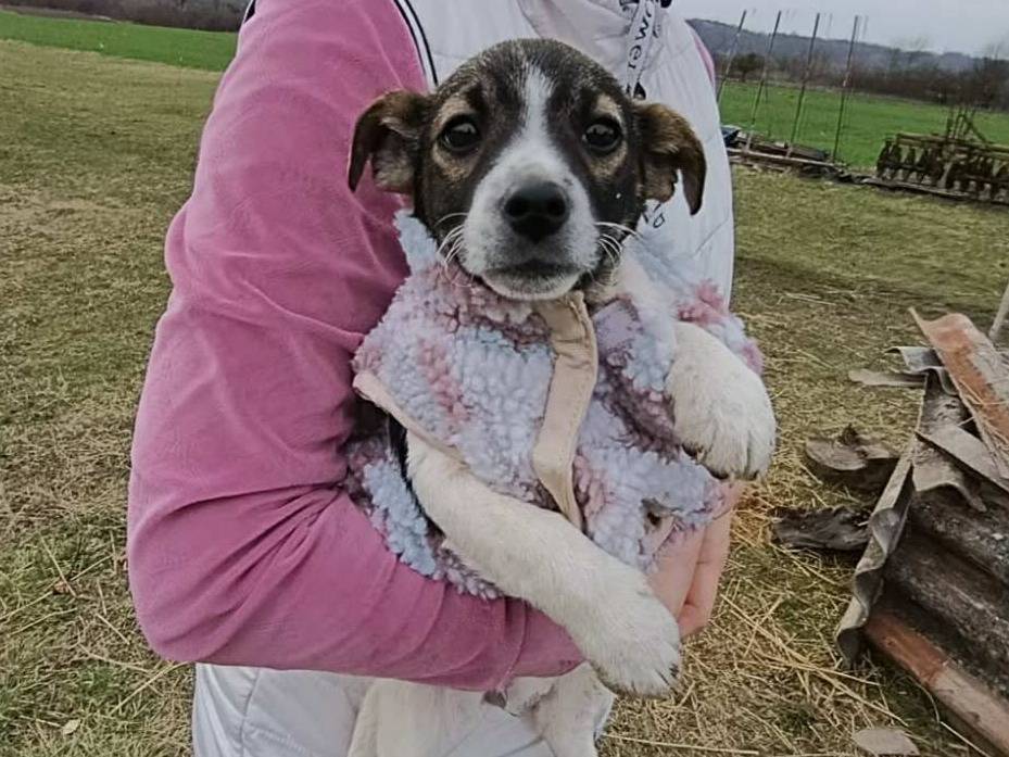 Adozione cane, femmina, Razza sconosciuta Razza sconosciuta, 4 giorni, taglia piccola, Firenze