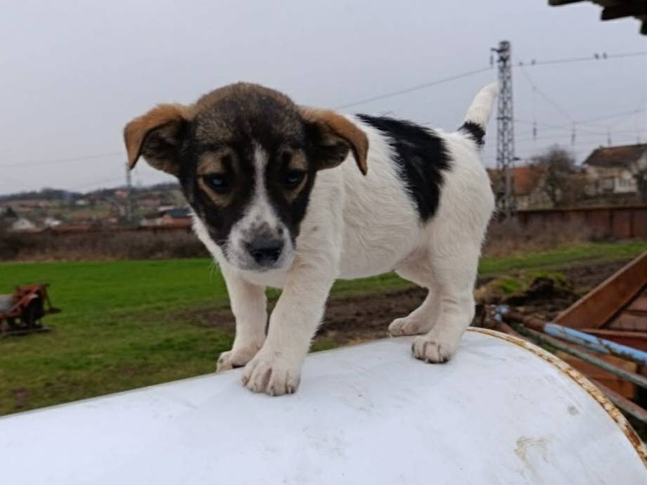 Adotta un cane, taglia piccola, femmina, Firenze