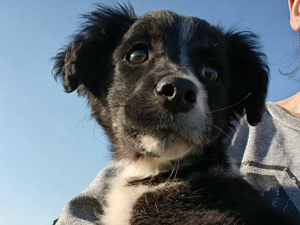 Adotta il cane TEA GEA REA LEA a Firenze