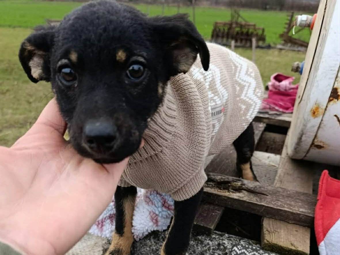 Vuoi adottare un cane a Firenze?