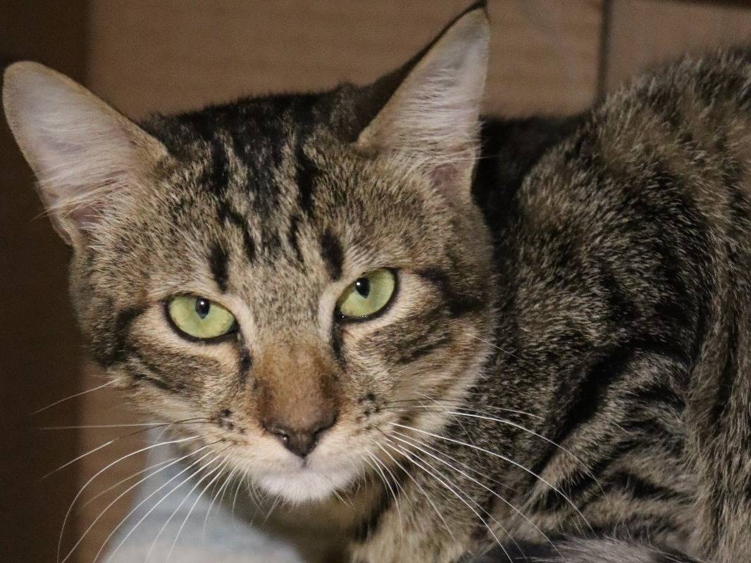 Adozione gatto, femmina, Razza sconosciuta Razza sconosciuta, 1 anno e 6 mesi, taglia non valida, Barletta