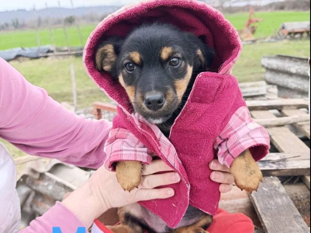 Adozione cane, maschio, Razza sconosciuta Razza sconosciuta, 3 mesi, taglia piccola, Firenze